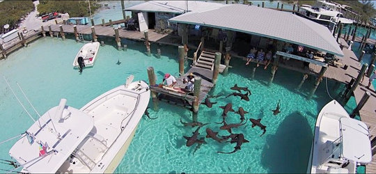 Nurse Sharks of Compass Cay, Yacht Charters, Boat Rentals, Bahamas. Marina