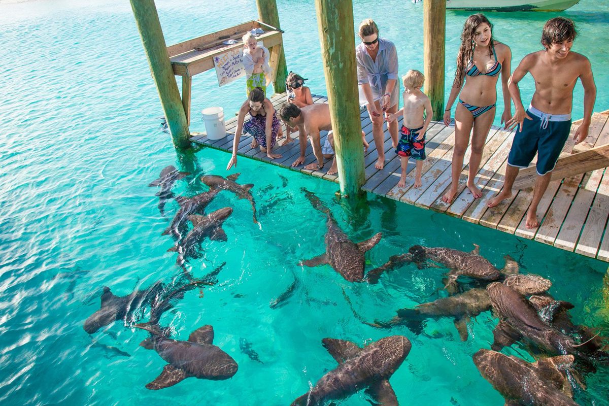 Nurse sharks gathered in clear shallow water beside a dock in the Exumas