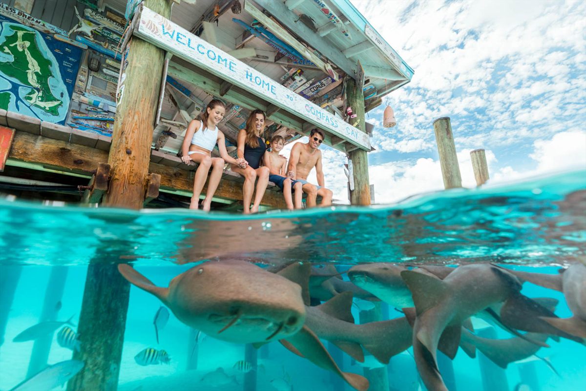 Nurse sharks in shallow water beside the dock at Compass Cay